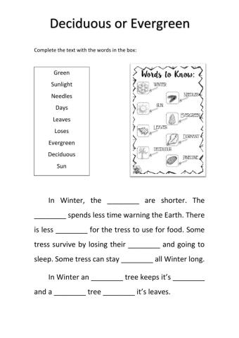 Deciduous or evergreen trees