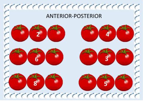 Anterior y posterior