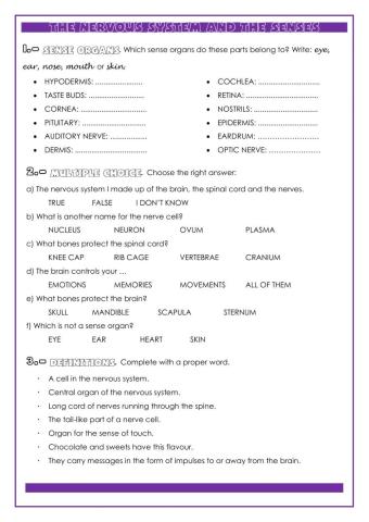 Nervous System and Senses