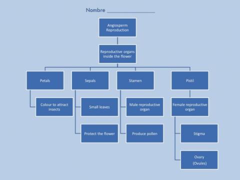 Unit 4 Reproduction of Angiosperms Scheme