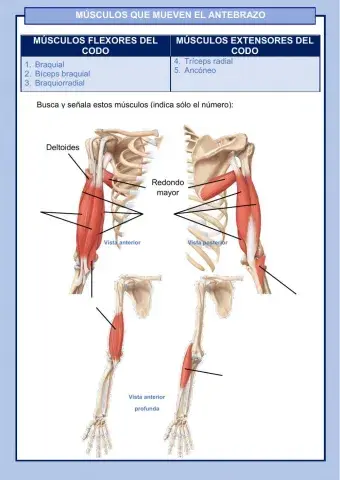 Músculos de las extremidades superiores