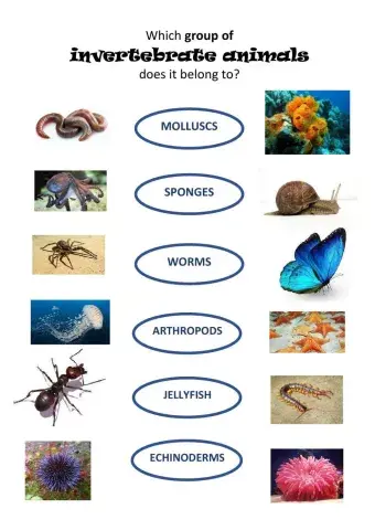 Invertebrates