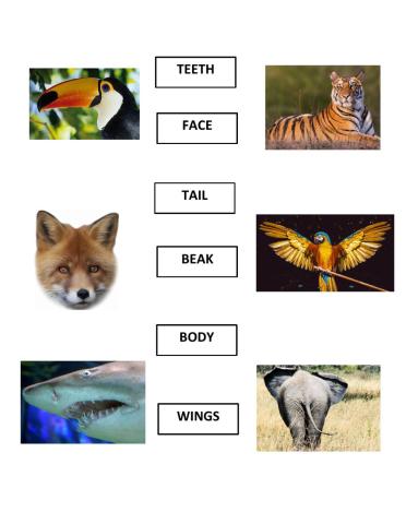 Animals: Parts of the body