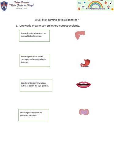¿Cuál es el camino de los alimentos?