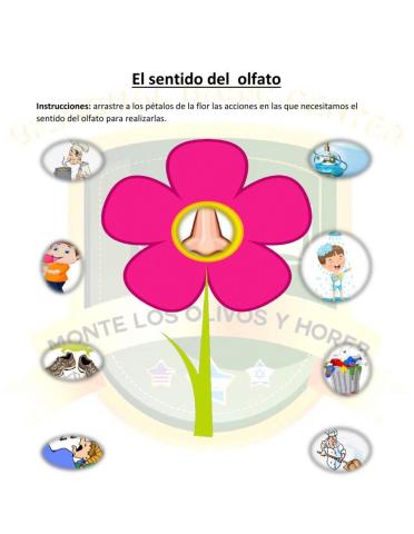El sentido del olfato