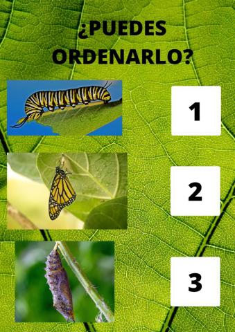 Secuencia temporal oruga