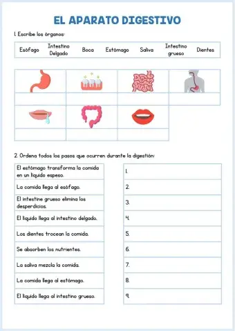 Aparato digestivo