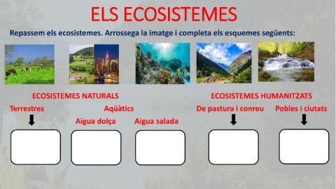 Els ecosistemes