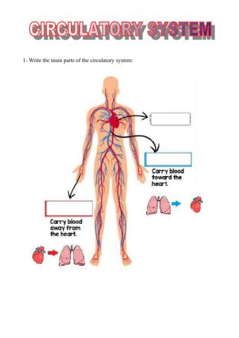 Circulatory and respiratory systems