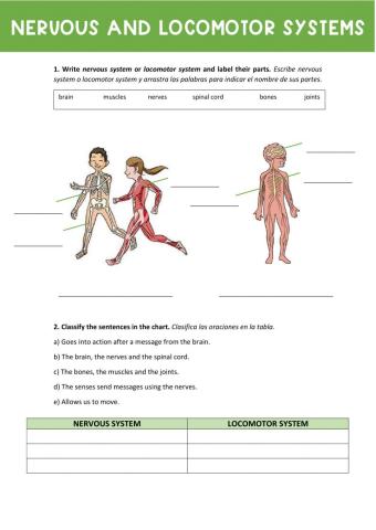 Nervous and locomotor systems
