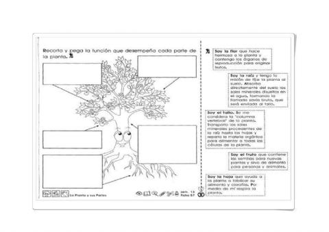 Partes de la planta