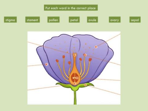 Unit 4 Activity 2 Parts of the flowers