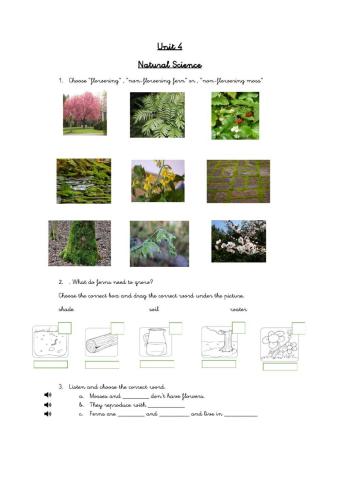 Plants, ferns and mosses