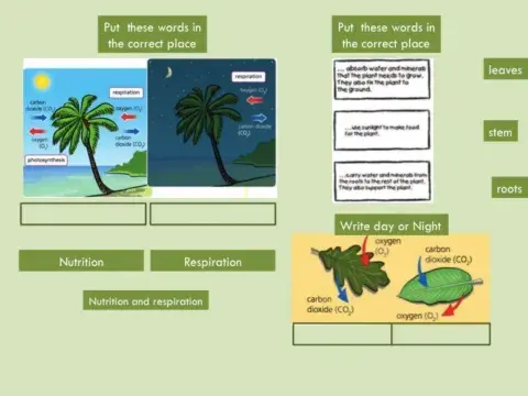 Unit 4 Activity 4 Nutrition and Respiration