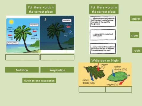 Unit 4 Activity 4 Nutrition and Respiration