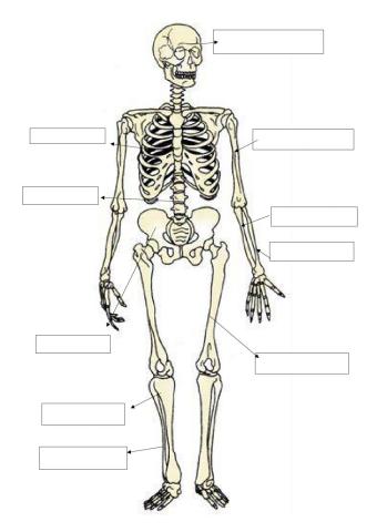 Esqueleto básico