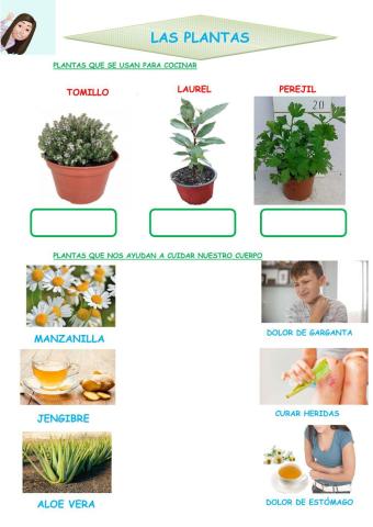 Las plantas. Sus usos