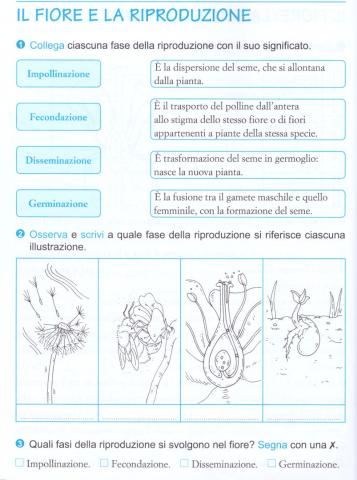 Il fiore e la riproduzione