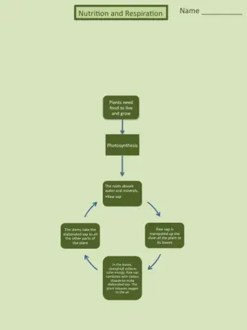 Unit 4 Nutrition and repiration