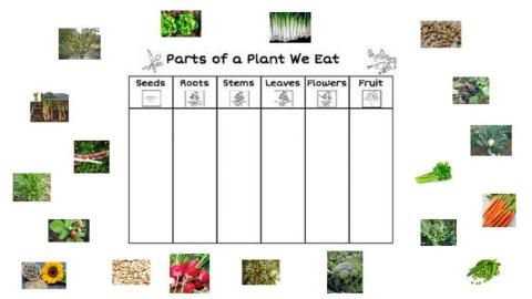 Plants we eat