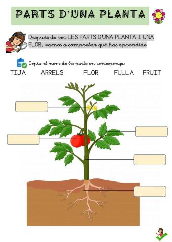 Parts d'una planta