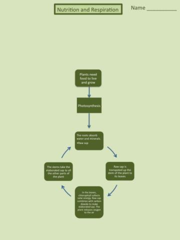 Unit 4 Nutrition and Repiration Scheme
