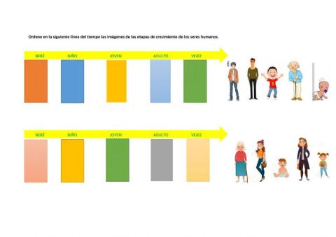 Etapas de crecimiento