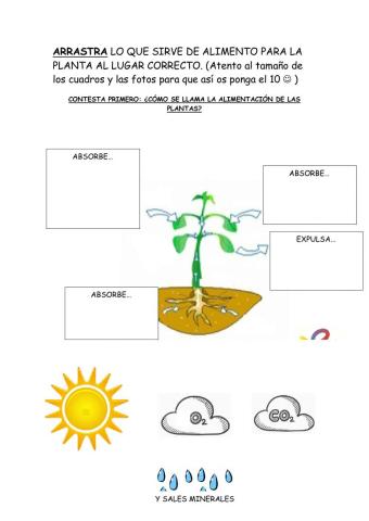 La alimentación de las plantas