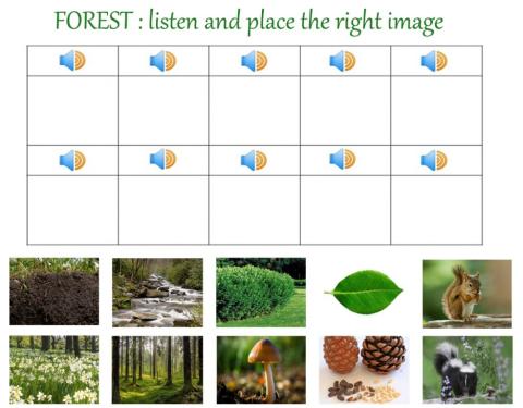 Forest : listen and place the picture