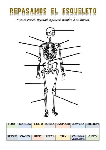 Repaso EL APARATO LOCOMOTOR