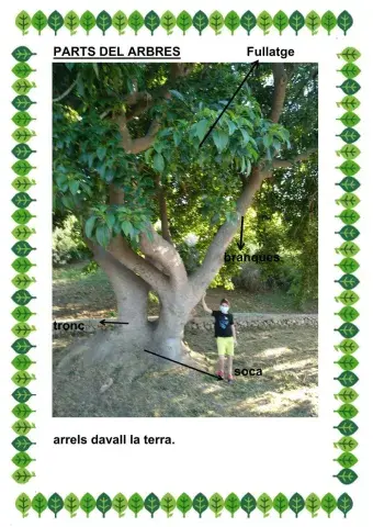 Els arbres