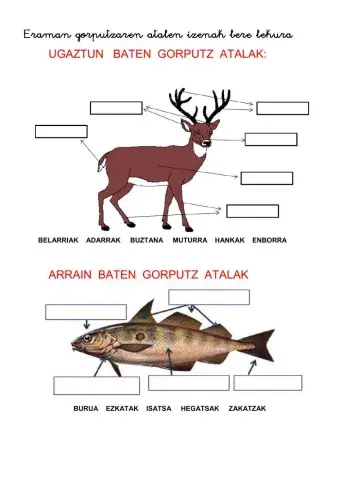 Animalien gorputzen zatiak