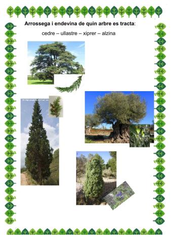 Arbres que trobam a Menorca 2