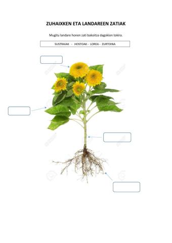 Zuhaixken eta landareen zatiak