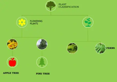 Plants classification