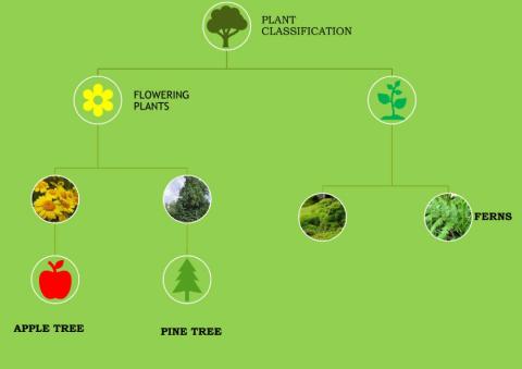Plants classification