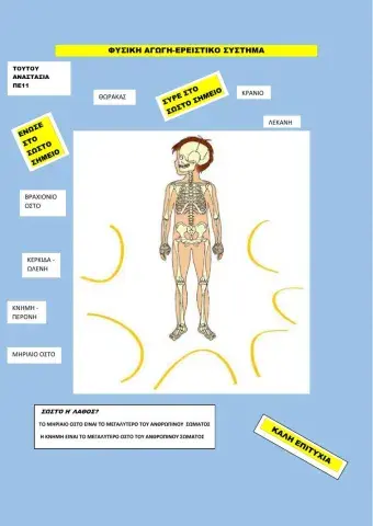 Ερειστικο συστημα -Φυσική Αγωγή