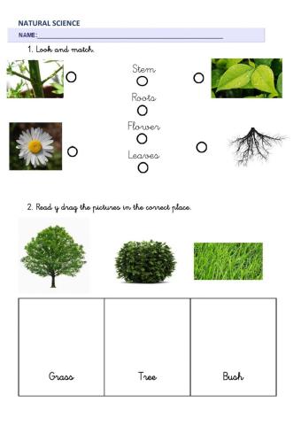 Natural Science 1º living things, non living things