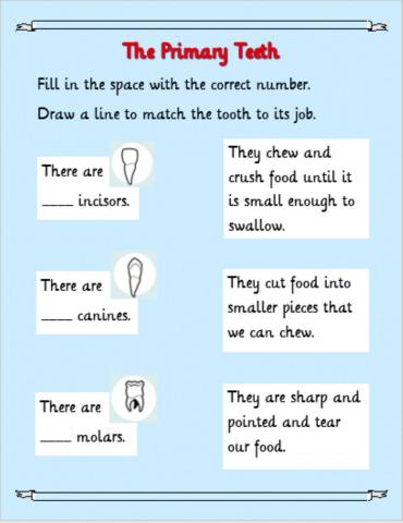 Roles of Primary Teeth