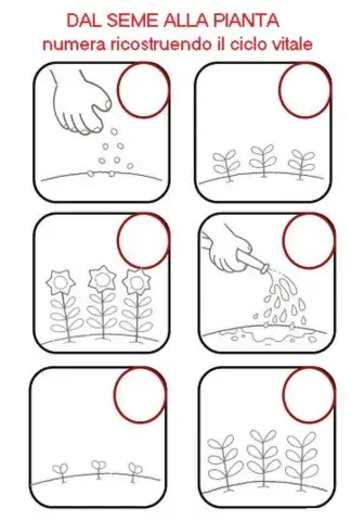 Ciclo vitale della pianta