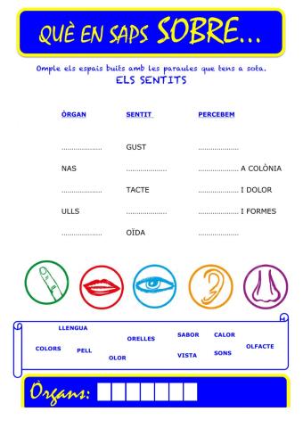 Que saps sobre... Organ-Sentits 04