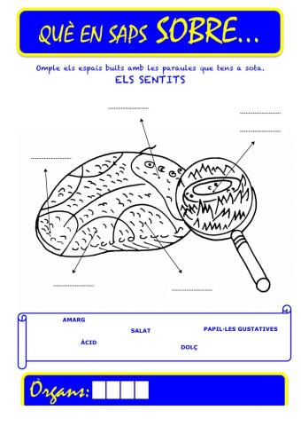 Que saps sobre... Organ-Gust