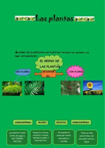 El reino de las plantas