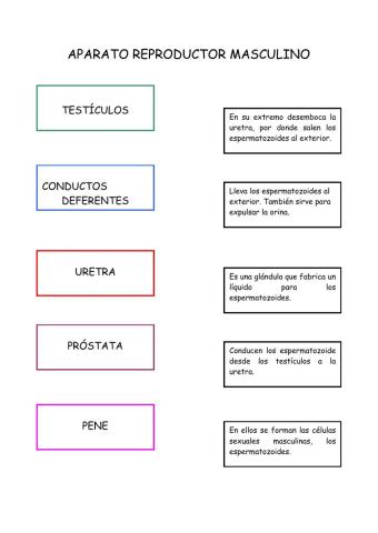 Aparato reproductor masculino