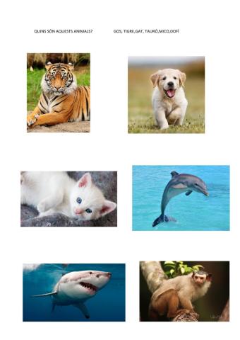 Quins són aquests animals?