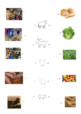 Què mengen els animals?