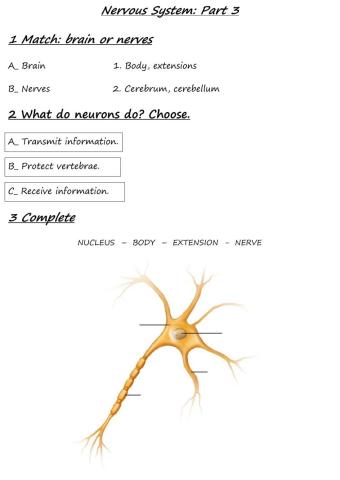 The Nervous System