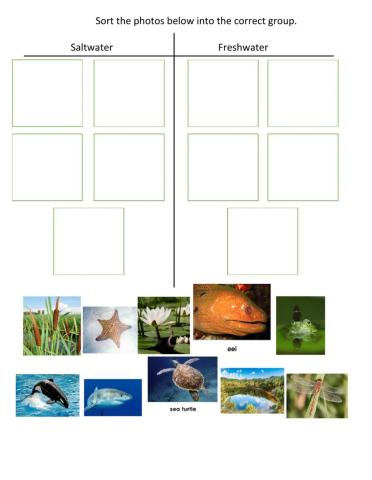 Pond vs. Ocean Habitats Sorting Activity