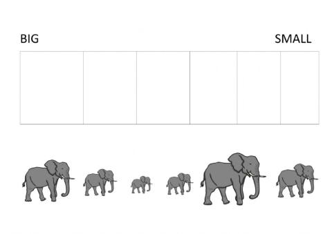 elephant size ordering