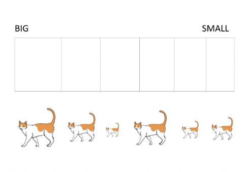 cat size ordering